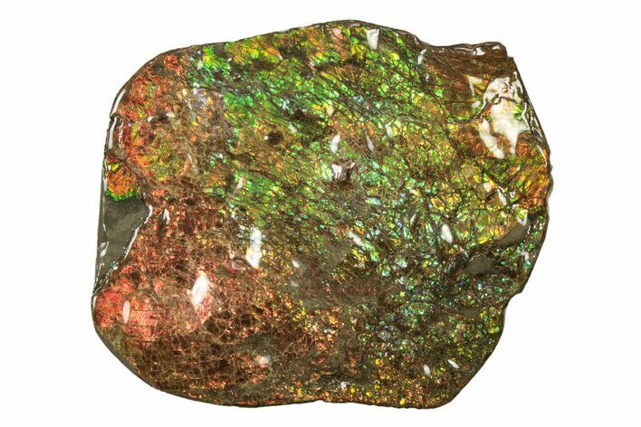 Rainbow Colored Ammolite (Fossil Ammonite Shell) - Alberta #242926
